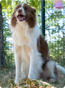 Chien rouge et blanc assis, tout sourire, sur le terrain du club