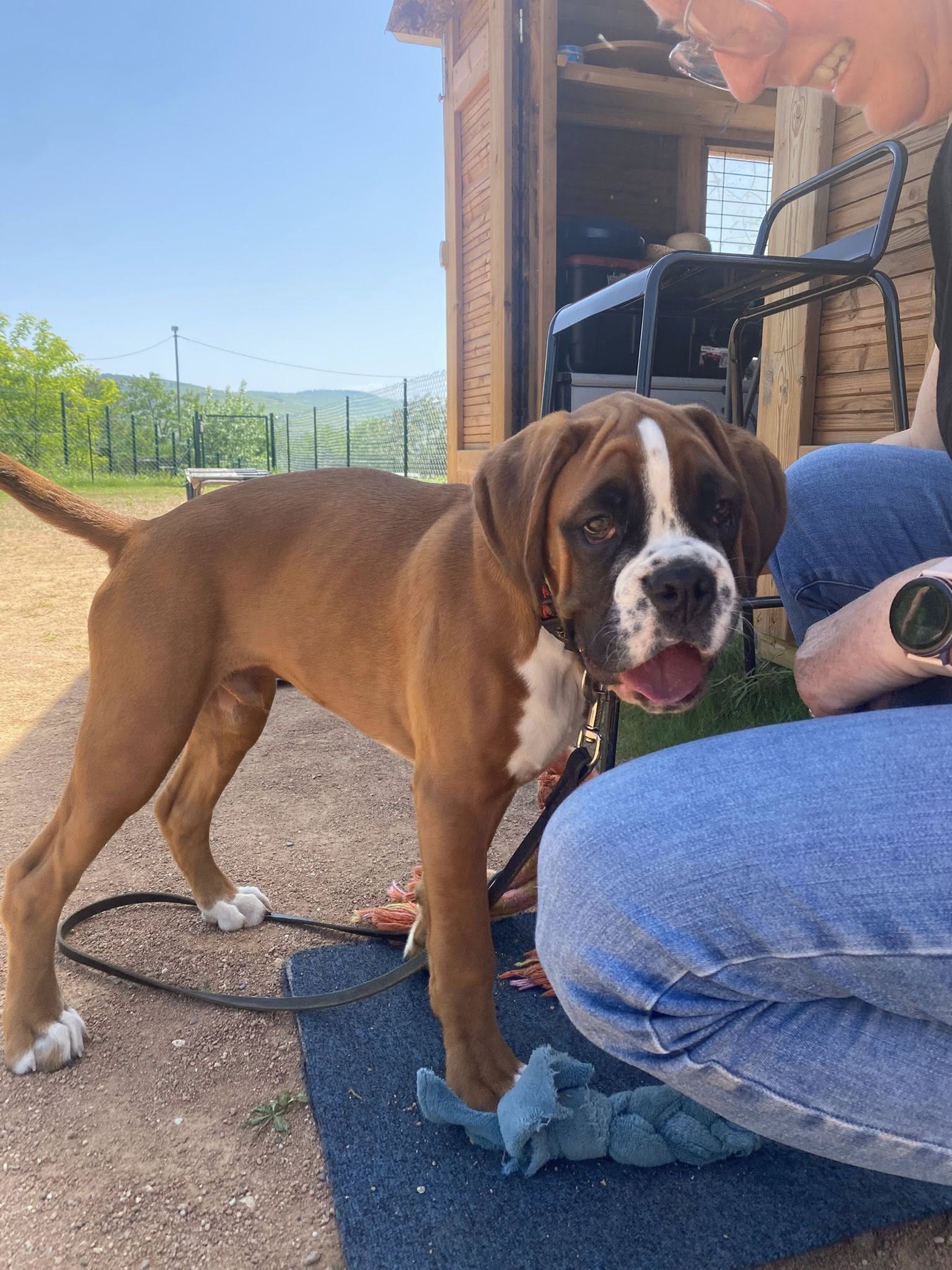 Boxer assis à côté de son humain