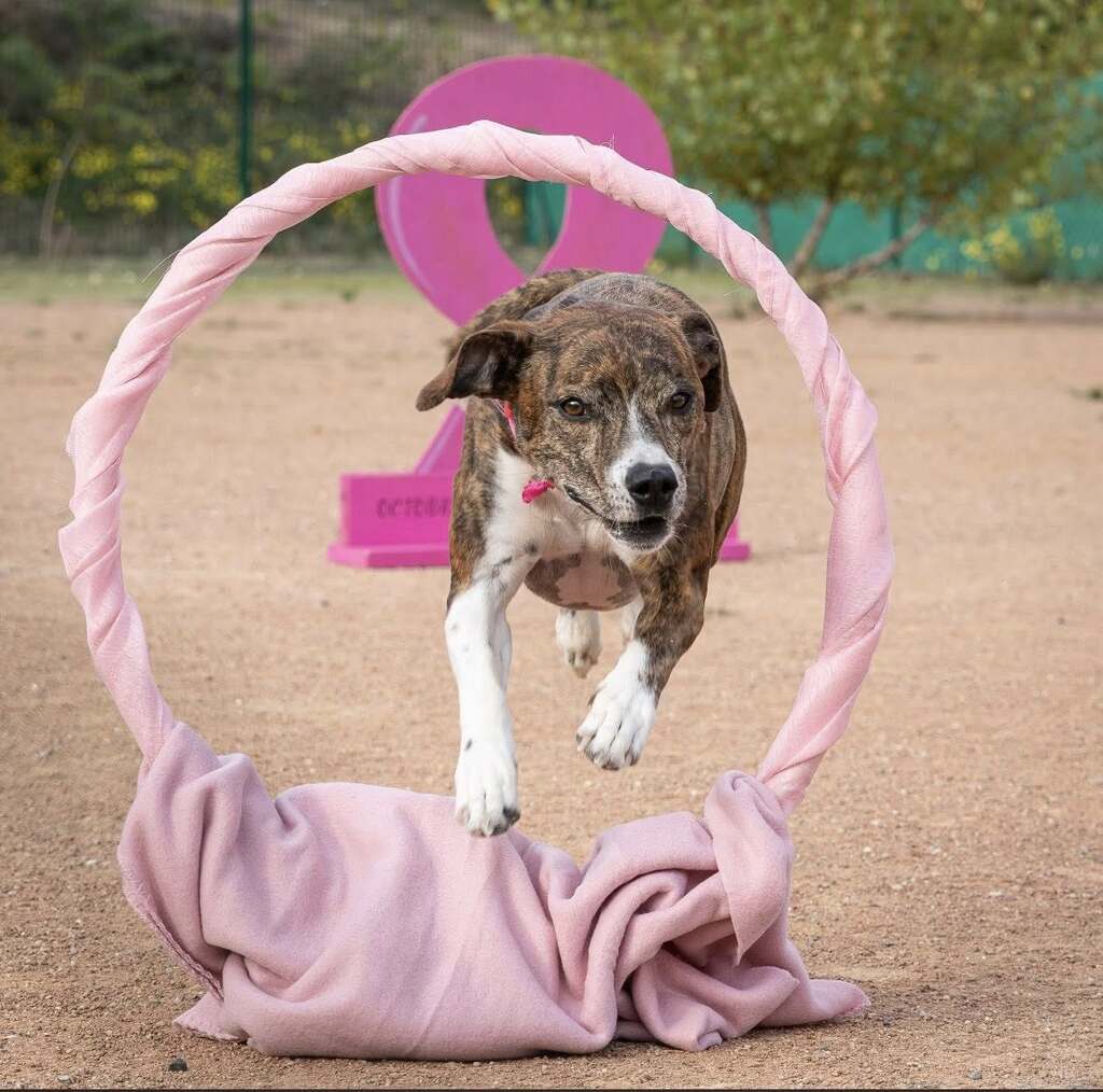 Chien sautant à travers un cerceau rose