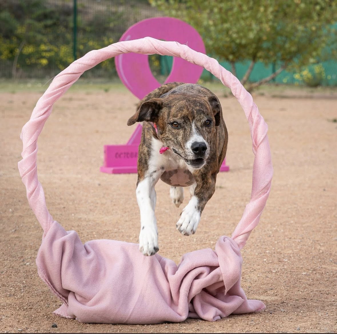 Chien sautant à travers un cerceau rose