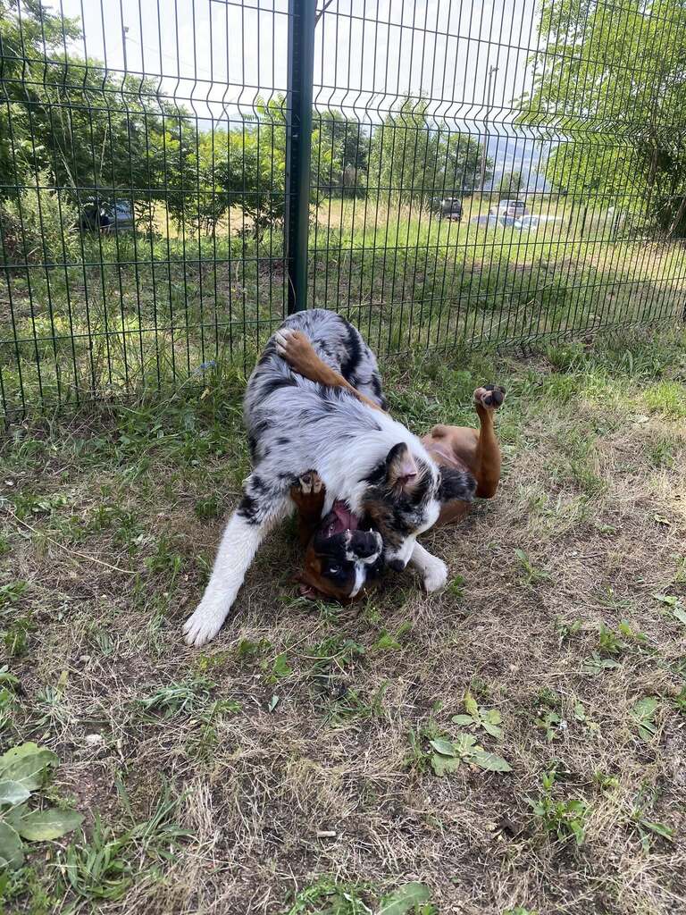 Chiot berger australien merle jouant dans l'herbe