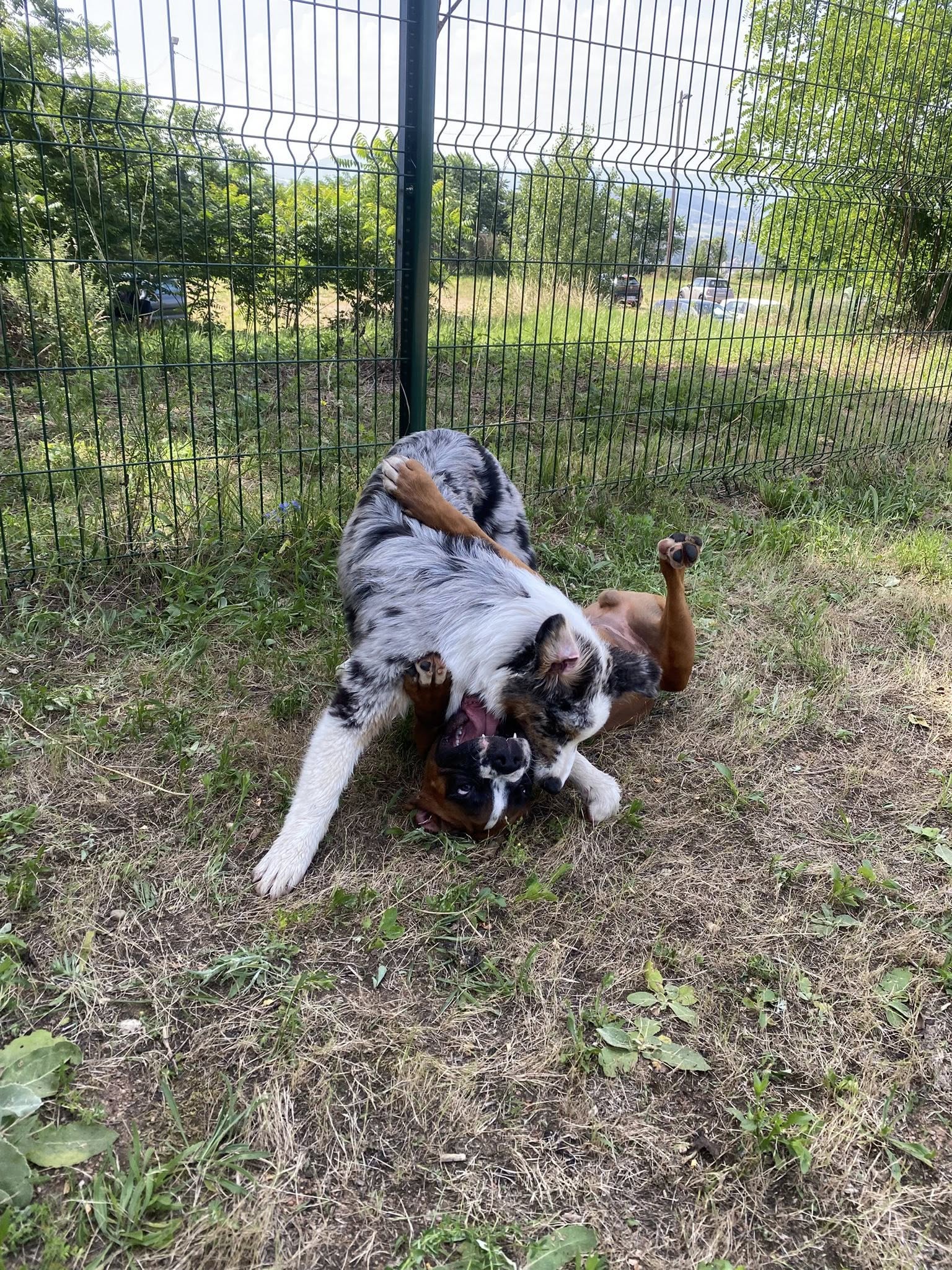 Chiot berger australien merle jouant dans l'herbe