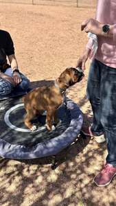 Chiot sur une plateforme d'équilibre, accompagné de sa partenaire humaine