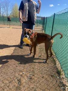 Chien brun tenant un jouet près de son humain, le long du grillage