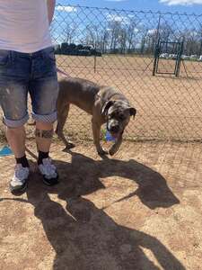 Grand chien gris avec son partenaire humain sur le terrain du club