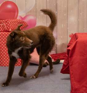 Chien marron dans un décor festif rouge