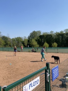 Chien noir en exercice avec sa partenaire humaine sur le terrain du club