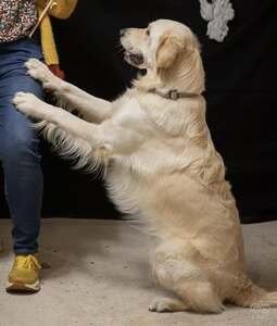 Golden retriever debout sur ses pattes arrière